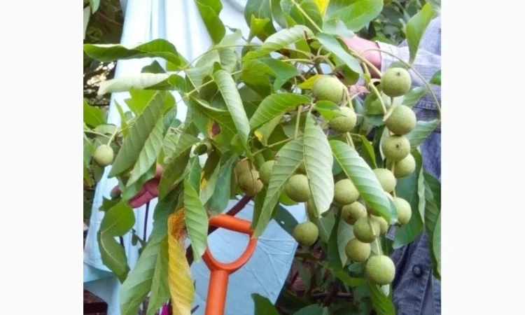 Скороплодный Морозостойкий орех - фото № 5