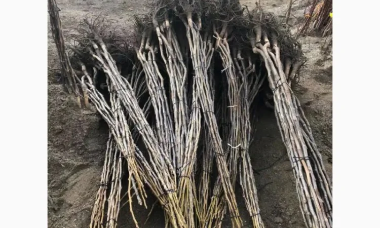 Продам орех идеал кочерженко идеал 3 летние 70гр, Саженцы Продажи осень 2021 - фото № 2