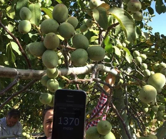 Продам саженцы грецкий орех кочерженко идеал 3 летние 70гр, Начались продажи весна 2021 - фото № 1