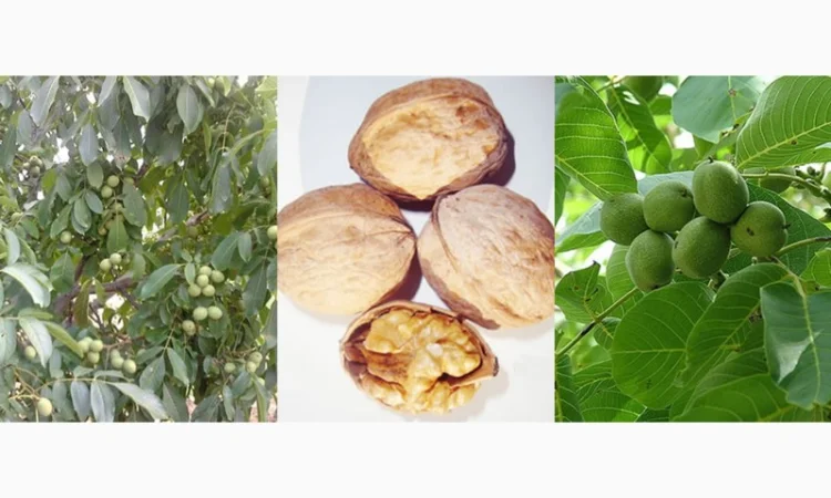 Саженцы Грецкого Ореха Fernor, Pedro, Franquette, Fernette, Шебин, Биледжик - фото № 1