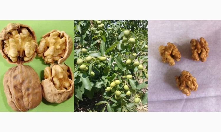 Саженцы Грецкого Ореха Fernor, Pedro, Franquette, Fernette, Шебин, Биледжик - фото № 2