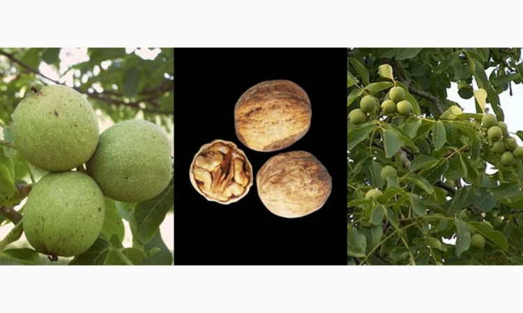 Саженцы Грецкого Ореха Fernor, Pedro, Franquette, Fernette, Шебин, Биледжик - фото № 3