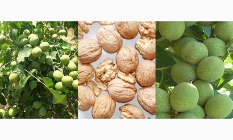 Саженцы Грецкого Ореха Fernor, Pedro, Franquette, Fernette, Шебин, Биледжик - фото № 4