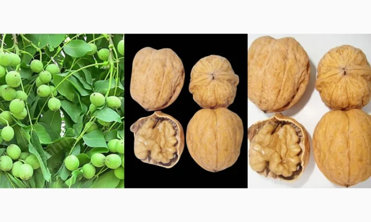 Саженцы Грецкого Ореха Fernor, Pedro, Franquette, Fernette, Шебин, Биледжик - фото № 5