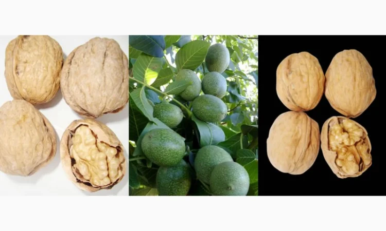 Саженцы Грецкого Ореха Fernor, Pedro, Franquette, Fernette, Шебин, Биледжик - фото № 6