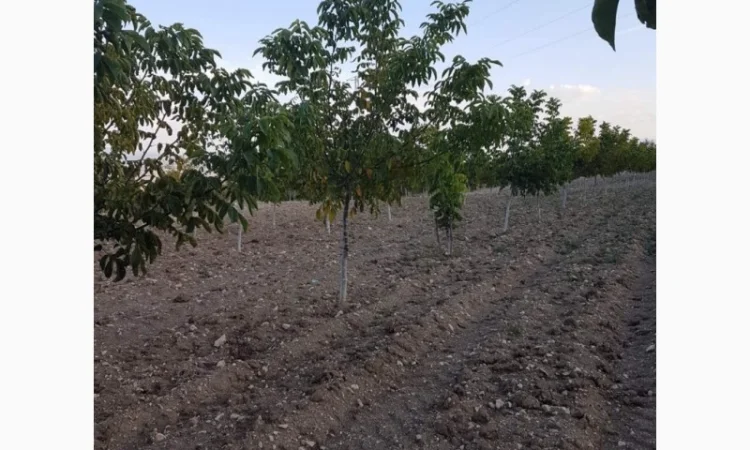 Саженцы Грецкого Ореха Fernette - фото № 1