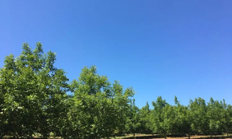 Саженцы Грецкого Ореха Fernette - фото № 2