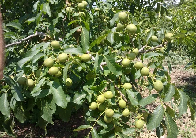 Продам Грецкий орех Кочерженко, Идеал, Великан трехлетние, Настоящий сотр - фото № 1