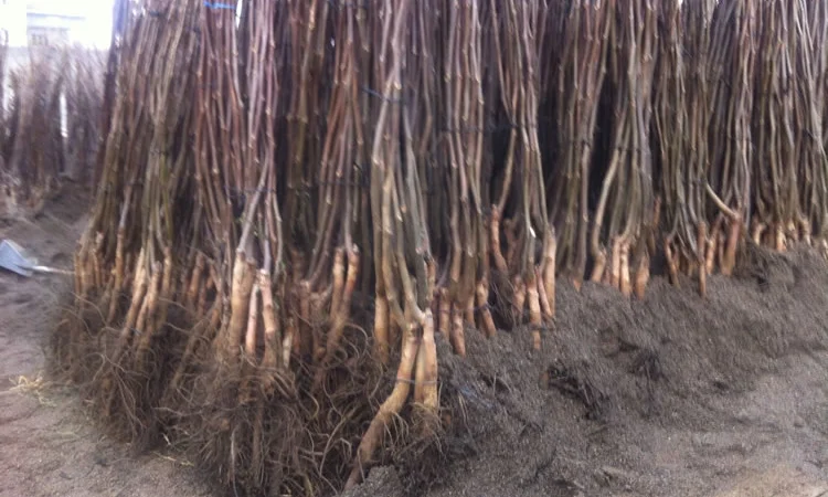 Продам Грецкий орех Кочерженко, Идеал, Великан трехлетние, Настоящий сотр - фото № 2