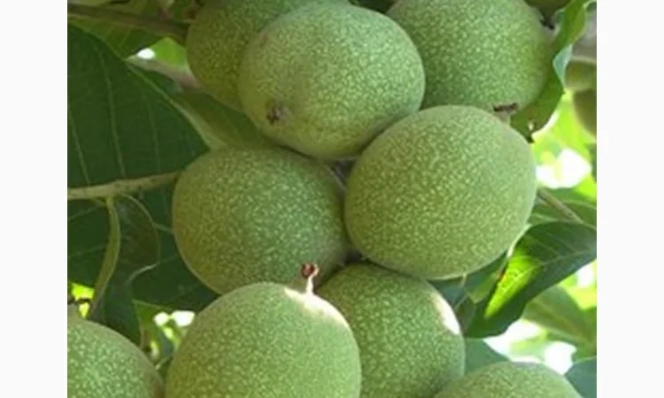 Продам Грецкий орех Кочерженко, Идеал, Великан трехлетние, Настоящий сотр - фото № 4