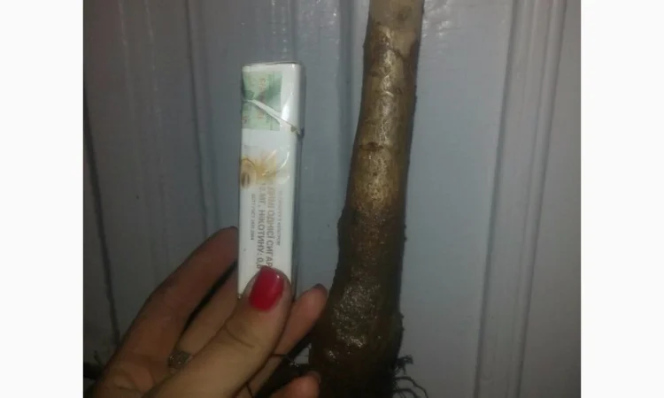 Продам саженцы грецкого ореха Идеал, ВНИМАНИЕ сорт оригинальный - фото № 1