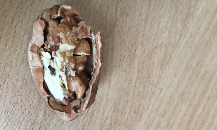 Продам саженцы грецкого ореха Идеал, ВНИМАНИЕ сорт оригинальный - фото № 2