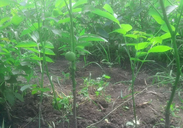 Продам саженцы грецкого ореха Идеал, ВНИМАНИЕ сорт оригинальный - фото № 5