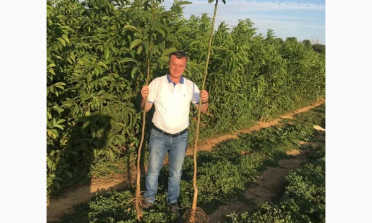 Продам саженцы грецкого ореха. Сорт Сhandler.Привитые. продажа осень 2020. Звоните - фото № 4