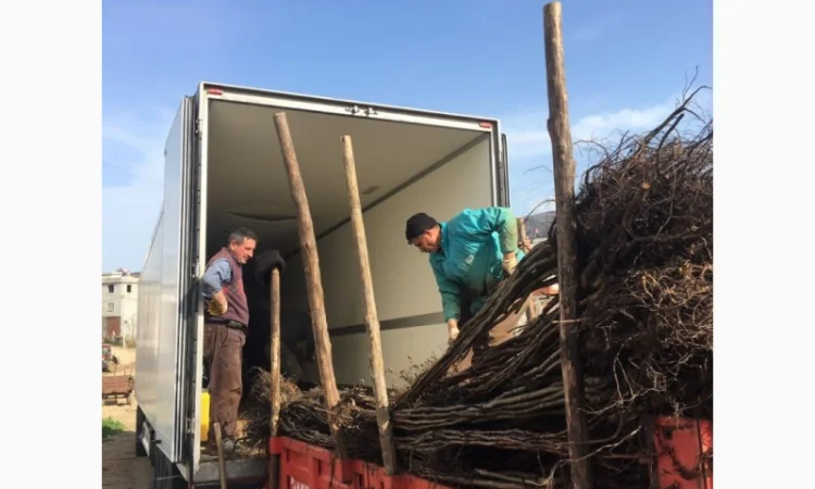 Продам саженцы грецкого ореха. Сорт Сhandler.Привитые. продажа осень 2020. Звоните - фото № 1