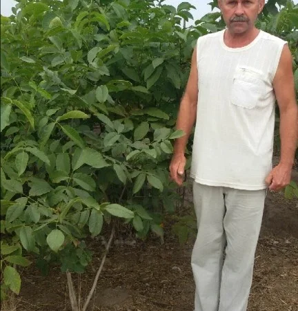 Продам саженцы 3-х летнего грецкого ореха "Идеал" 1, 7 метра - 2 метра Оригинал - фото № 1