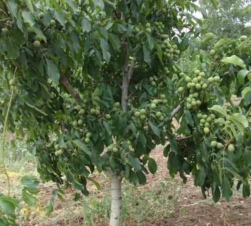 Продам саженцы 3-х летнего грецкого ореха "Идеал" 1, 7 метра - 2 метра Оригинал - фото № 2