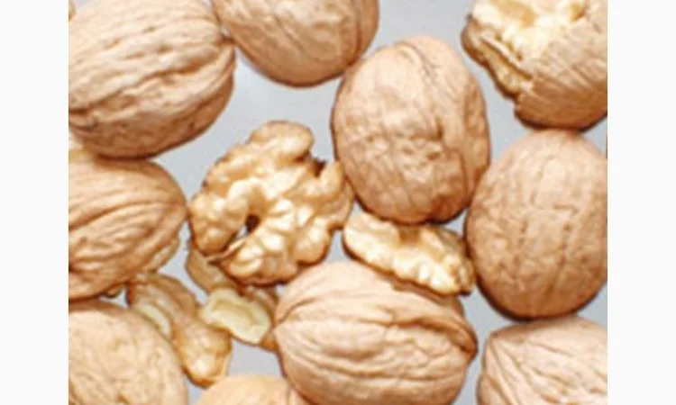 Продам саженцы 3-х летнего грецкого ореха "Идеал" 1, 7 метра - 2 метра Оригинал - фото № 4