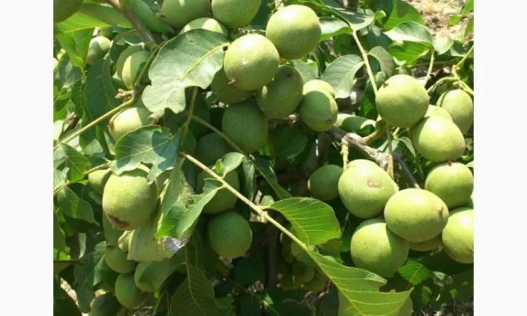 Продам саженцы 3-х летнего грецкого ореха "Идеал" 1, 7 метра - 2 метра Оригинал - фото № 5