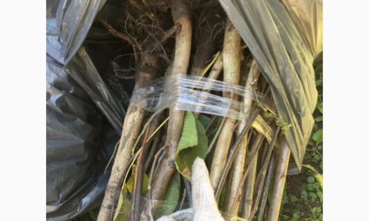 Продам саженцы грецкого ореха Великан. Один из лучших сортов 3х- летка - фото № 3