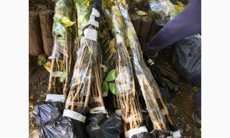 Продам саженцы грецкого ореха Великан. Один из лучших сортов 3х- летка - фото № 1