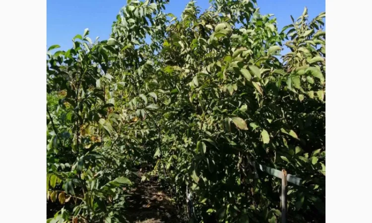 Привитые саженцы грецкого ореха - фото № 1