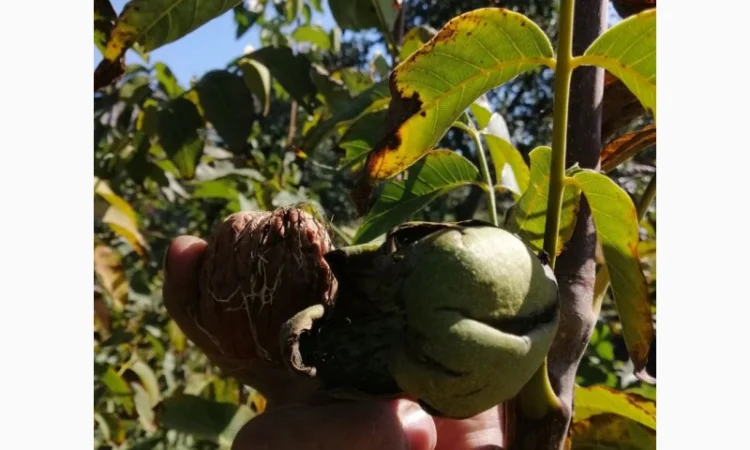 Привитые саженцы грецкого ореха - фото № 2