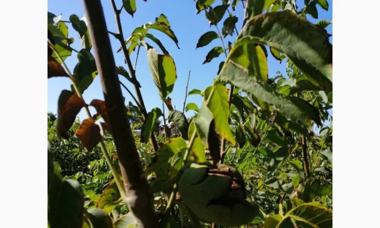 Привитые саженцы грецкого ореха - фото № 3