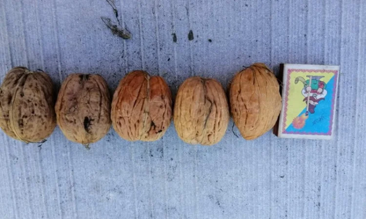 Привитые саженцы грецкого ореха - фото № 4