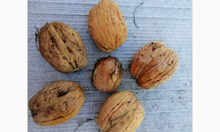 Привитые саженцы грецкого ореха - фото № 5