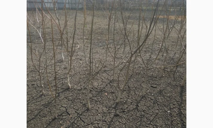 Продаем саженцы скороплодного грецкого ореха "Узбекский скороплодный" - фото № 4