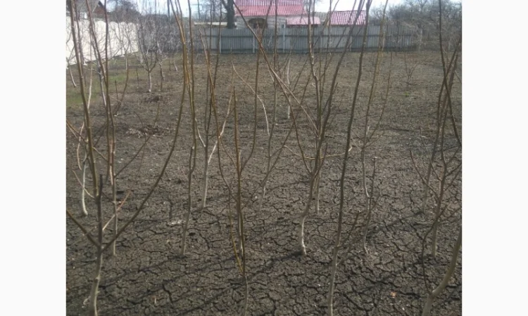 Продаем саженцы скороплодного грецкого ореха "Узбекский скороплодный" - фото № 2