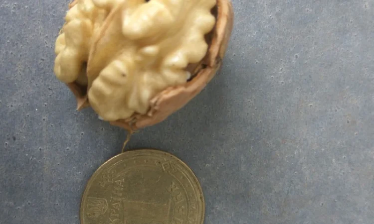 Продаем саженцы скороплодного грецкого ореха "Узбекский скороплодный" - фото № 1