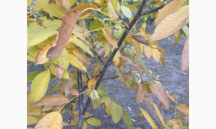 Продаем саженцы скороплодного грецкого ореха "Узбекский скороплодный" - фото № 3