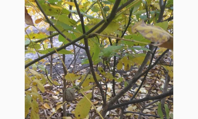 Продаем саженцы скороплодного грецкого ореха "Узбекский скороплодный" - фото № 6