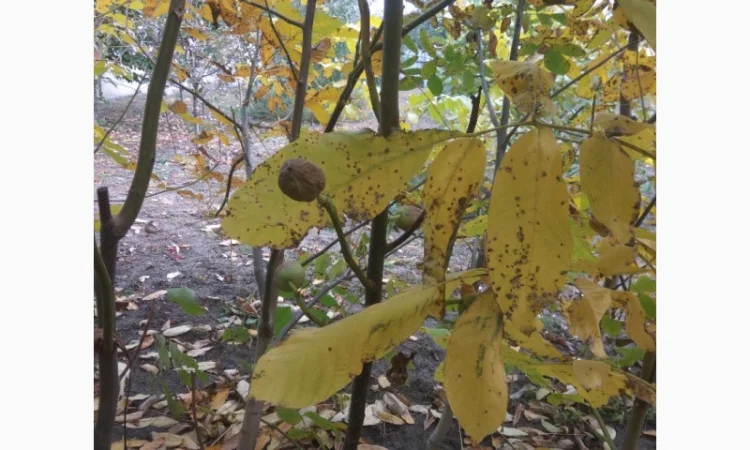 Продаем саженцы скороплодного грецкого ореха "Узбекский скороплодный" - фото № 7