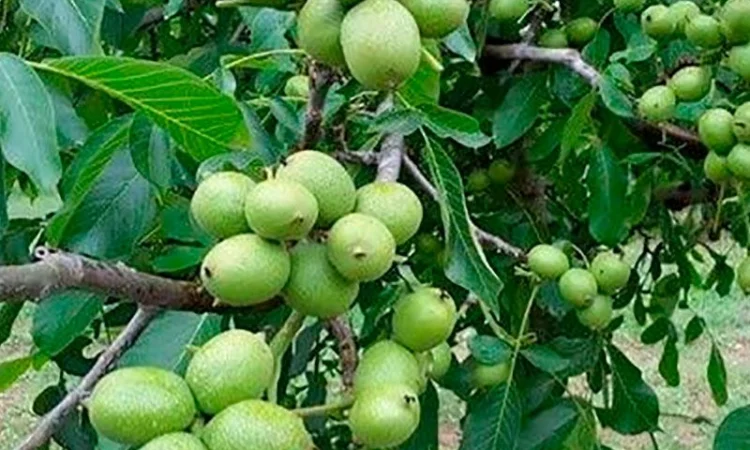 Саженцы грецкого ореха - фото № 2