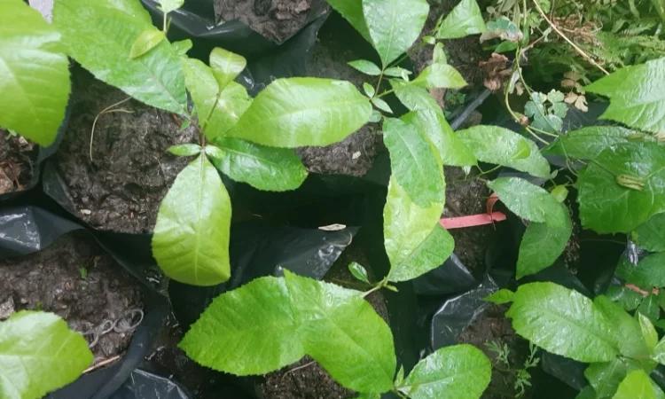 Саженцы Пекана 1, 5 лет 2шт - фото № 1