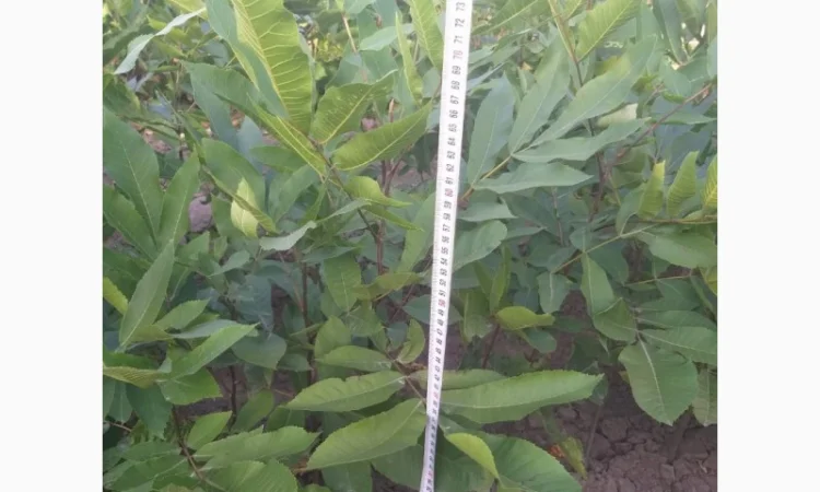 Саженцы Пекана 1, 5 лет 2шт - фото № 2