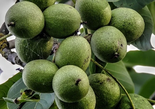 Саженцы грецкого ореха Клишковский - фото № 1