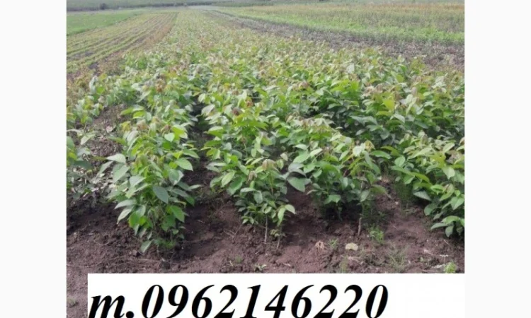 Саженцы грецкого ореха Клишковский - фото № 2