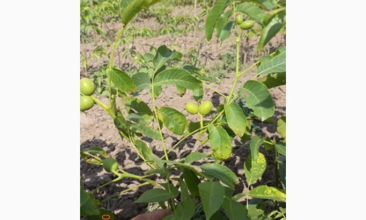 Саджанці Грецького Горіха Буковинський -1 - фото № 2