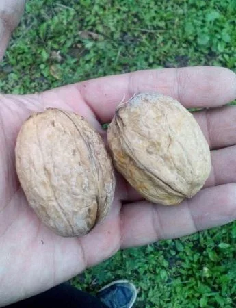 Саджанці Грецького Горіха Буковинський -1 - фото № 3