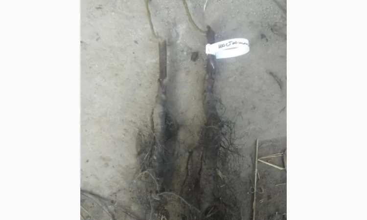 Саженцы привитого грецкого ореха Костюженский - фото № 1