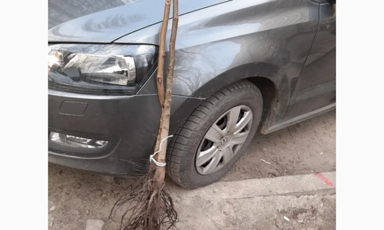 Саженцы ореха ЯЦЕК - фото № 1