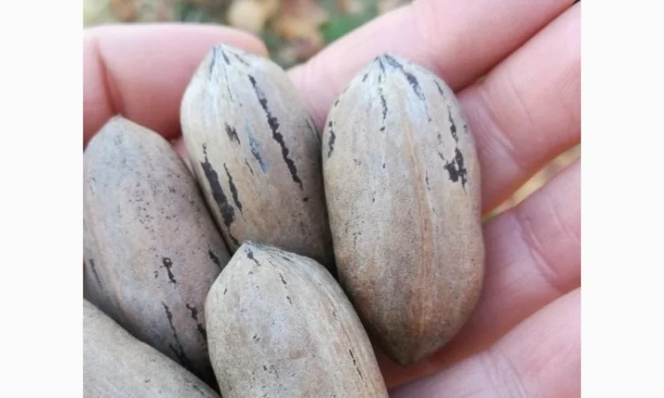 Саженцы ореха Пекан, 2 шт - фото № 1