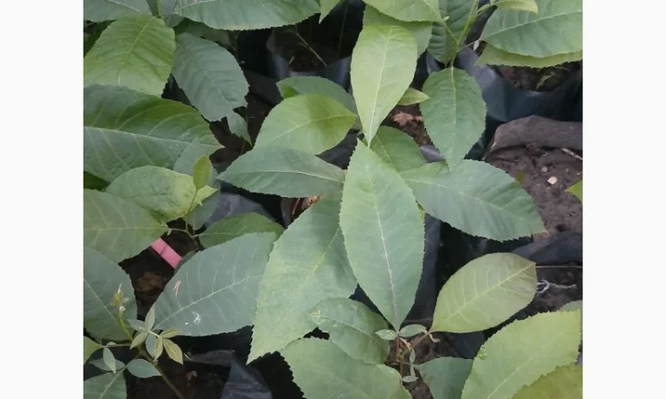 Саженцы ореха Пекан, 2 шт - фото № 2