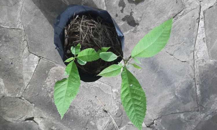 Саженцы ореха Пекан, 2 шт - фото № 3