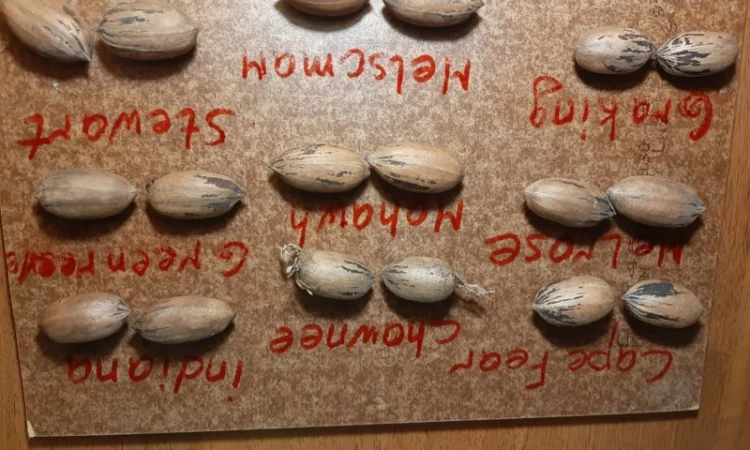 Саженцы ореха Пекан, 2 шт - фото № 4