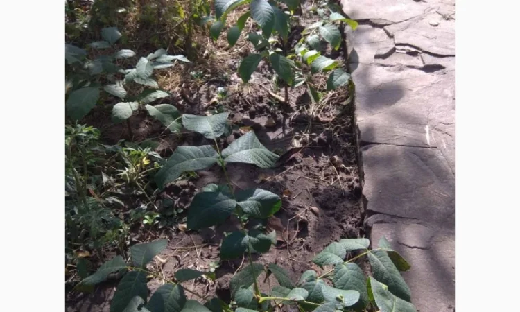 Продаю саженцы ореха, до 1 метра - фото № 1